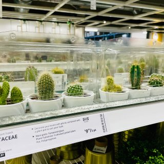 夏季IKEA宜家绿植探店...