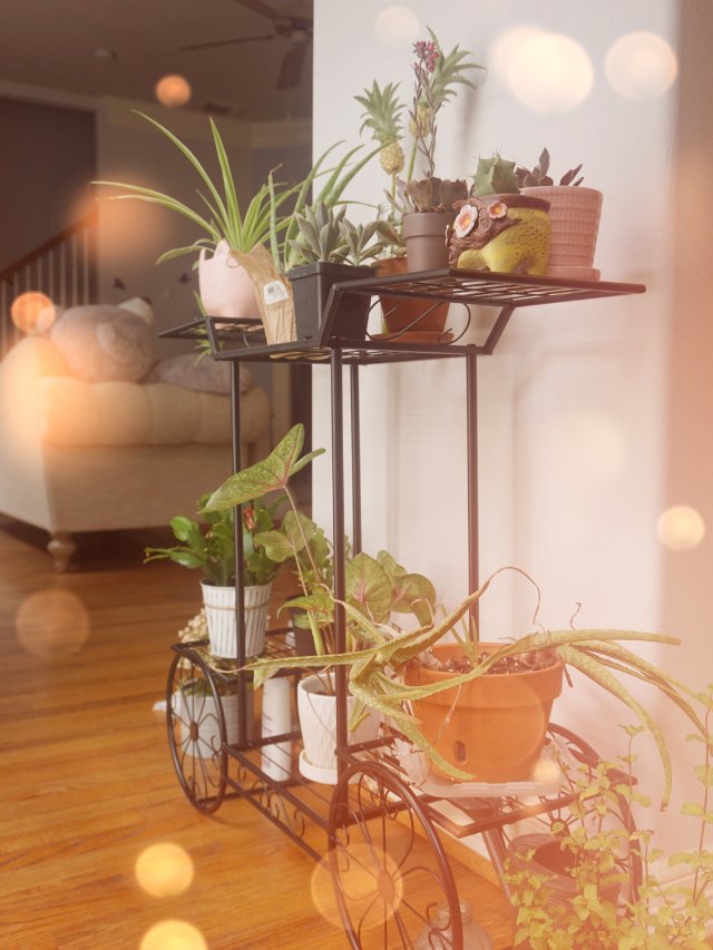 植物🍀摆摊