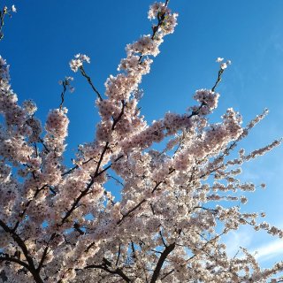 樱花季节🌸快乐春天 ...