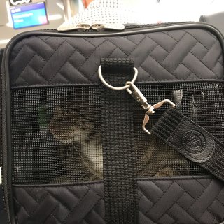 带猫咪登机买什么包...