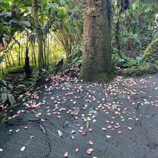 一起玩户外🌳夏威夷大岛🌴热带植物园...