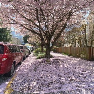 西雅圖下了場櫻花❄️...