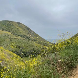 滿山的小黃花🌼洛杉磯trail...