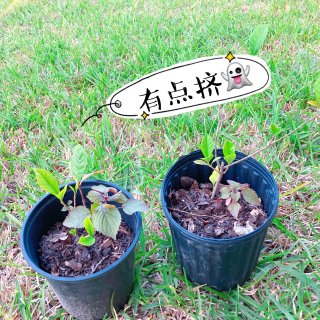 🪴喵家新植物来报到：紫苏和栀子花！如同名...