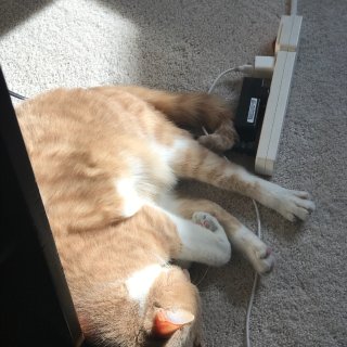 爱晒太阳的橘猫...