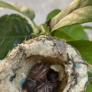 蜂鸟妈妈的第二窝宝宝（从一小只变两小只）...