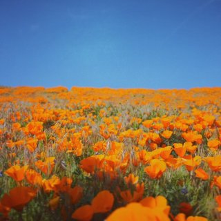 南加州野花季
