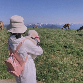 西雅图周边 ｜ 免费观赏野生鹿鹿鹿...
