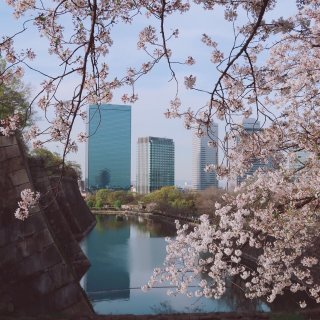 日本| 樱花季的尾声🌸【大阪】...
