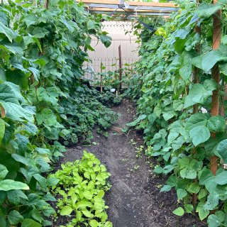 我家的小菜园“有限公司”【更新】🌟...