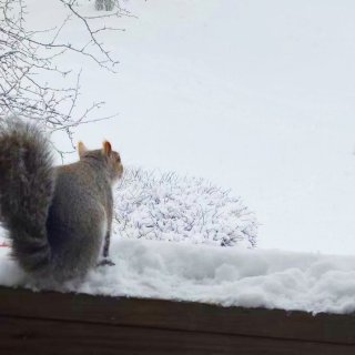 和小松鼠🐿️一起看雪❄️呀...