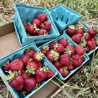 采摘季节- pick strawberr...