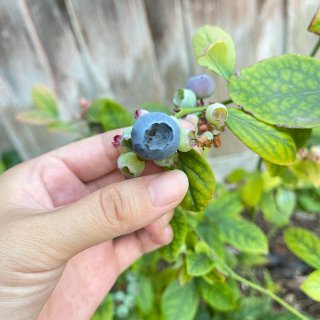 17-13//自己种的蓝莓有点酸🫐🫐...