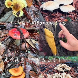 湾区 ｜ 看蘑菇的好季节，hiking不...
