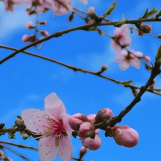 春天里｜后院的果树花树开花了...