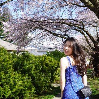 樱花🌸春天里的一抹蓝~...