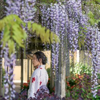 春日紫色限定💜校园里的紫藤瀑布｜湾区摄影...