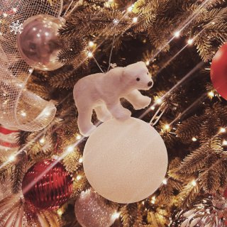 🎄第一年拥有一颗美丽的【圣诞树】...