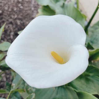 我家後院的海芋calla lily盛開啦...