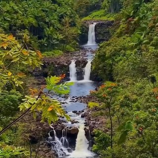 夏威夷大岛Hilo💚超梦幻的雨林瀑布！...