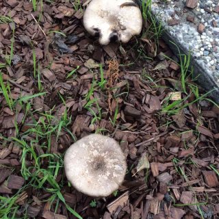 四月宅家季13 野生蘑菇...