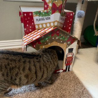 圣诞款猫抓板