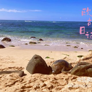 夏威夷日记4⃣️：北岸看海龟实录🐢公车赏...