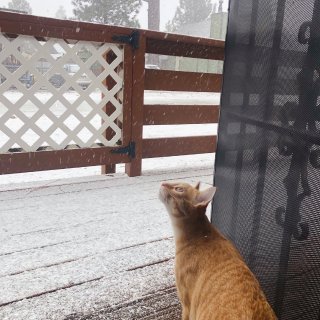 猫生第一次旅行🧳看下雪🌨️和烤火🔥...