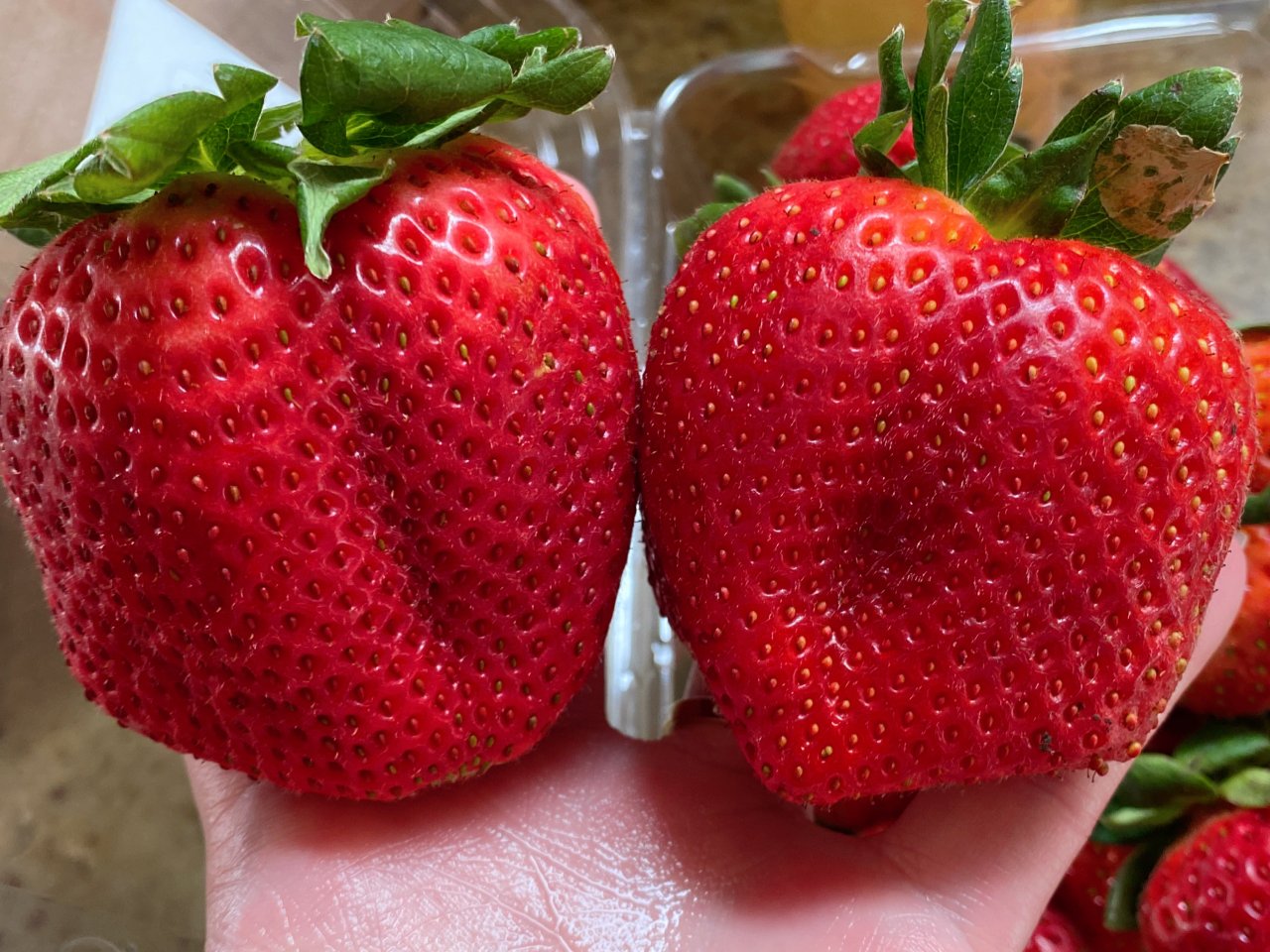 甜甜的草莓🍓