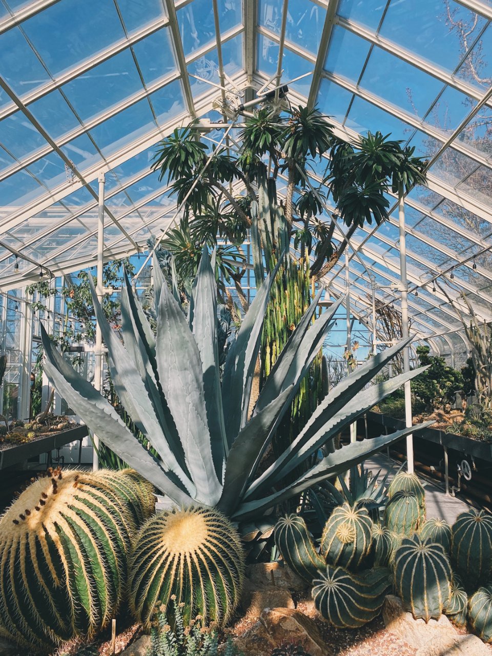 西雅图· 隐藏的ins风温室植物园🌵太美...