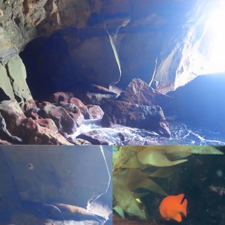 圣地亚哥🪨｜神秘海边洞穴🌊观海豹红雀鲷🐠...