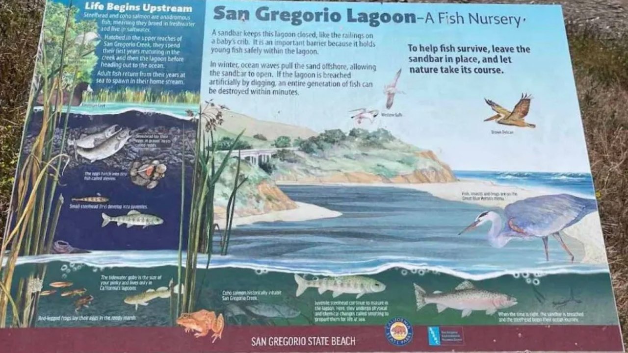 晒北加湾区的San Gregorio海滩 #4 去海边 ✅ 🏖。