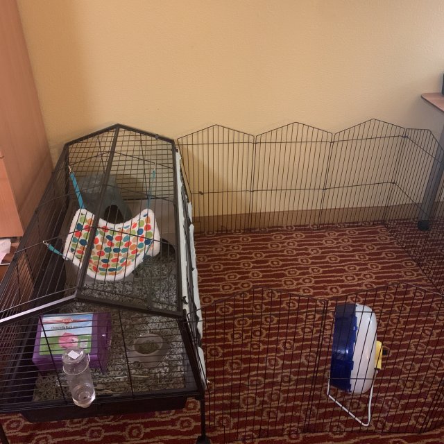 家有龙猫宝宝之住宿篇