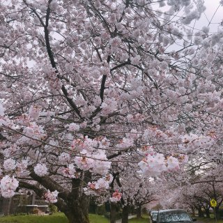 华盛顿大学的春天｜西雅图的樱花...