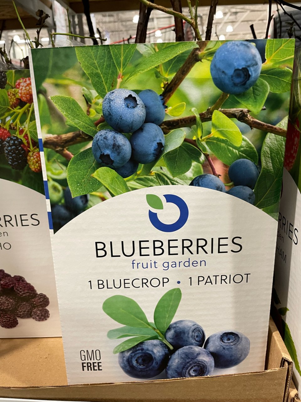 种｜蓝莓🫐盆栽种好啦 #四月11...