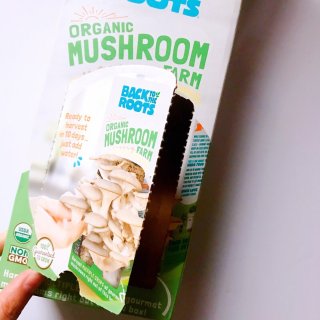 种花还不如种蘑菇！好吃又好玩的神奇蘑菇盒让你轻松在家当菇农