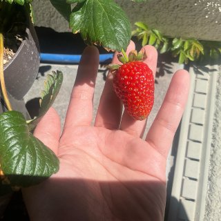 草莓吃了一茬接一茬 最好种的水果了吧...
