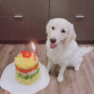 自制狗狗蛋糕｜为狗狗做一款专属小蛋糕🎂吧...