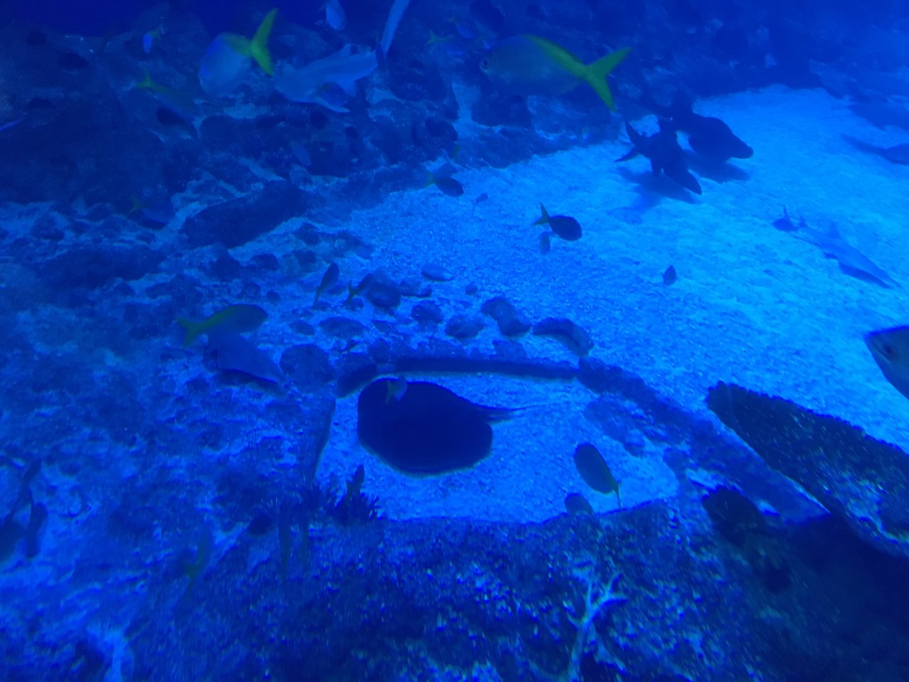 圣淘沙aquarium 