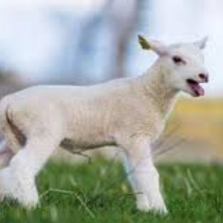 薅羊毛的快乐 与被薅羊毛的辛巴...
