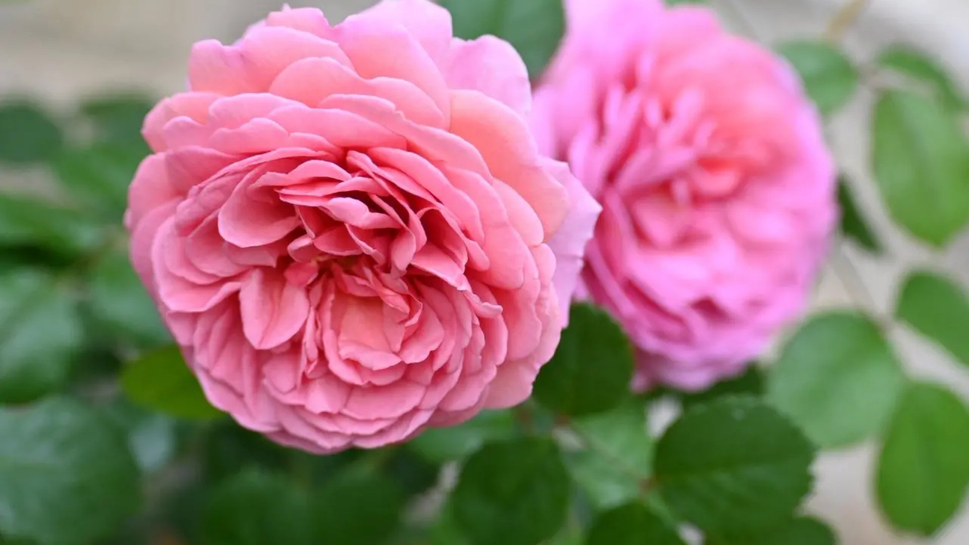 PRINCESS ALEXANDRA OF KENT 肯特公主開花囉