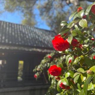 春日限定🎉洛杉矶著名的看樱花东瀛风情公园...