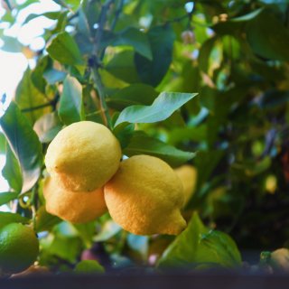 【我家的小菜园之柠檬树，无需打理却果实累...