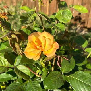 自家后院的玫瑰最美啦...