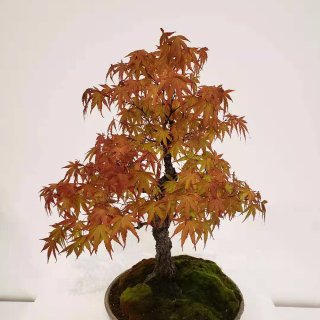 bonsai,盆栽