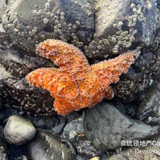 复活节在海边🏝️看starfish捡石头...