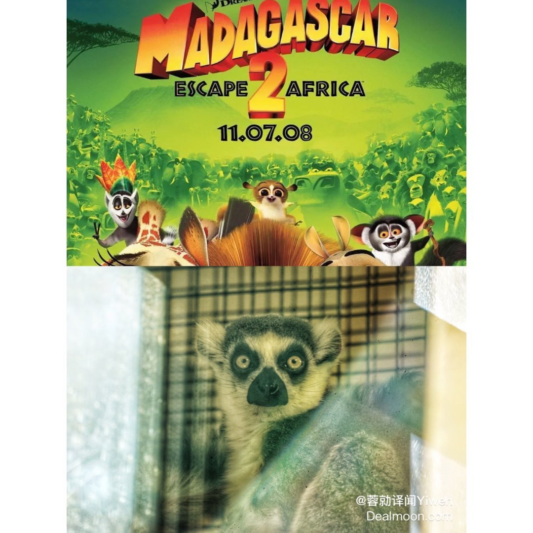 马达加斯加岛外🐒狐猴🐒最多的地方...