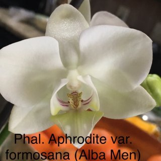 Phalaenoosis Aphrodite