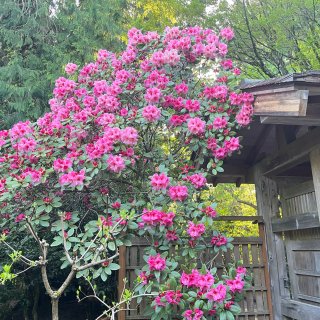 Bellevue日本花园花开好漂亮...