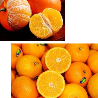 以色列🇮🇱蜜橘🍊Jaffa ORRI➕相...